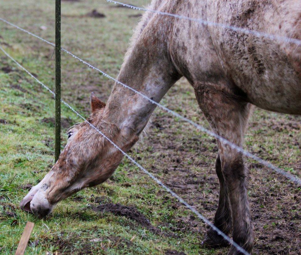 Anden særlig race Ofelia | Min evige optur.<3 | - Ofelia på folden, d. 6.1.2013. - Foto: N.T.M billede 14