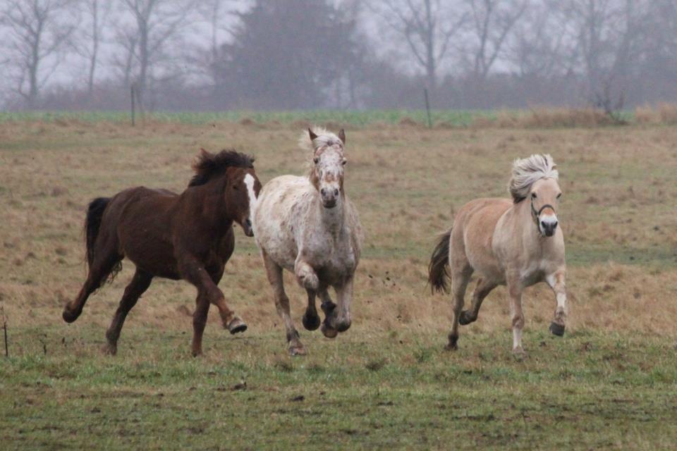 Anden særlig race Ofelia | Min evige optur.<3 | - Ofelia, Ringo og Berta på folden, d. 6.1.2013. - Foto: N.T.M billede 15