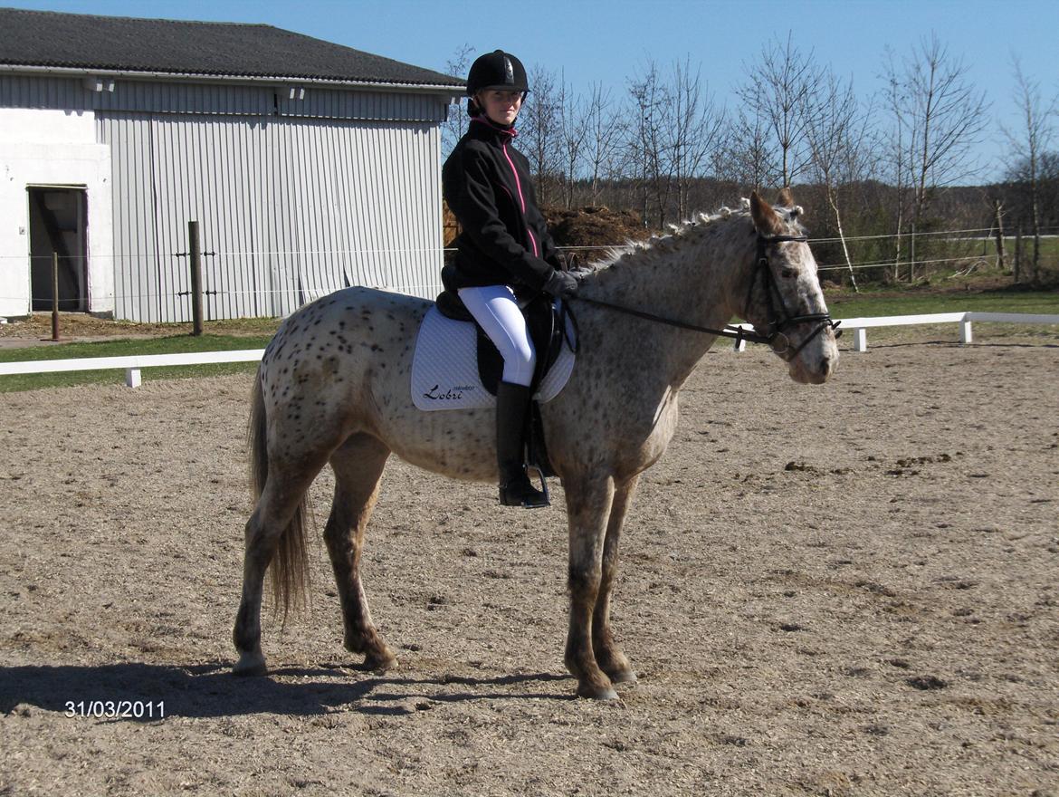 Anden særlig race Ofelia | Min evige optur.<3 | - Ofelia og mig til dressurstævne 2011 - Foto: Mor. billede 16