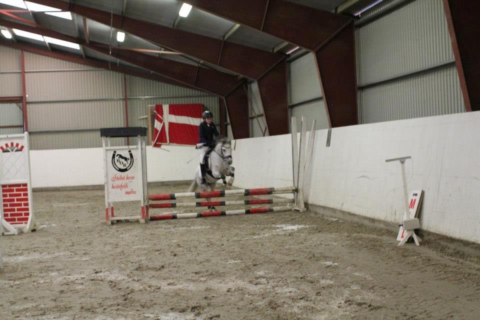 Anden særlig race Vestergårds FILUR<3 (MY LOVE) - Ej hvor er det sjovt at springe og være fejlfri så bliver mor glad og kan få en rosset med hjem at hænge<3<3:-) billede 3