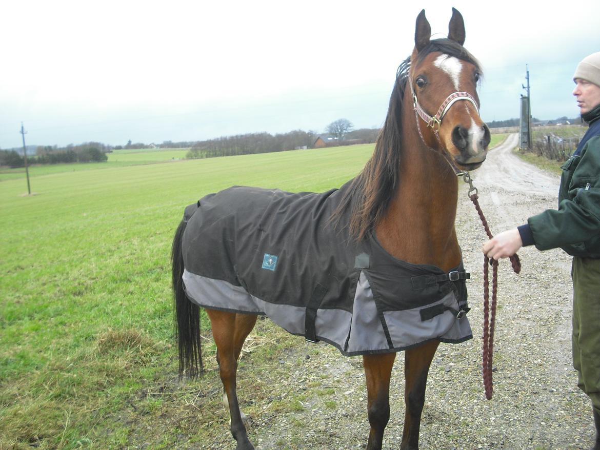 Arabisk fuldblod (OX) Lady Santana billede 1