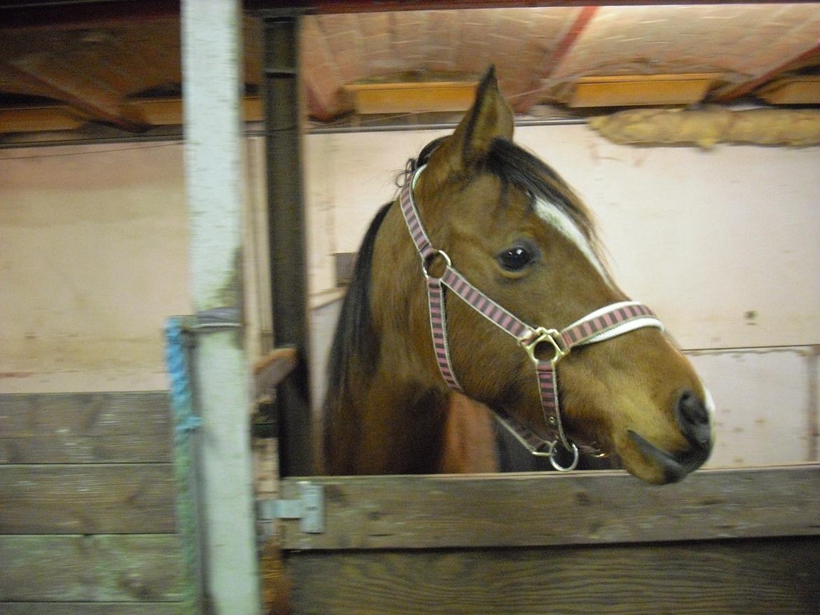 Arabisk fuldblod (OX) Lady Santana billede 3