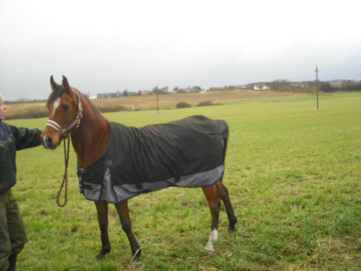 Arabisk fuldblod (OX) Lady Santana billede 2