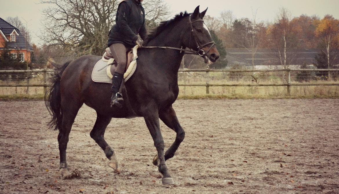 Anden særlig race Toftegård's Bounty [Min part] billede 9