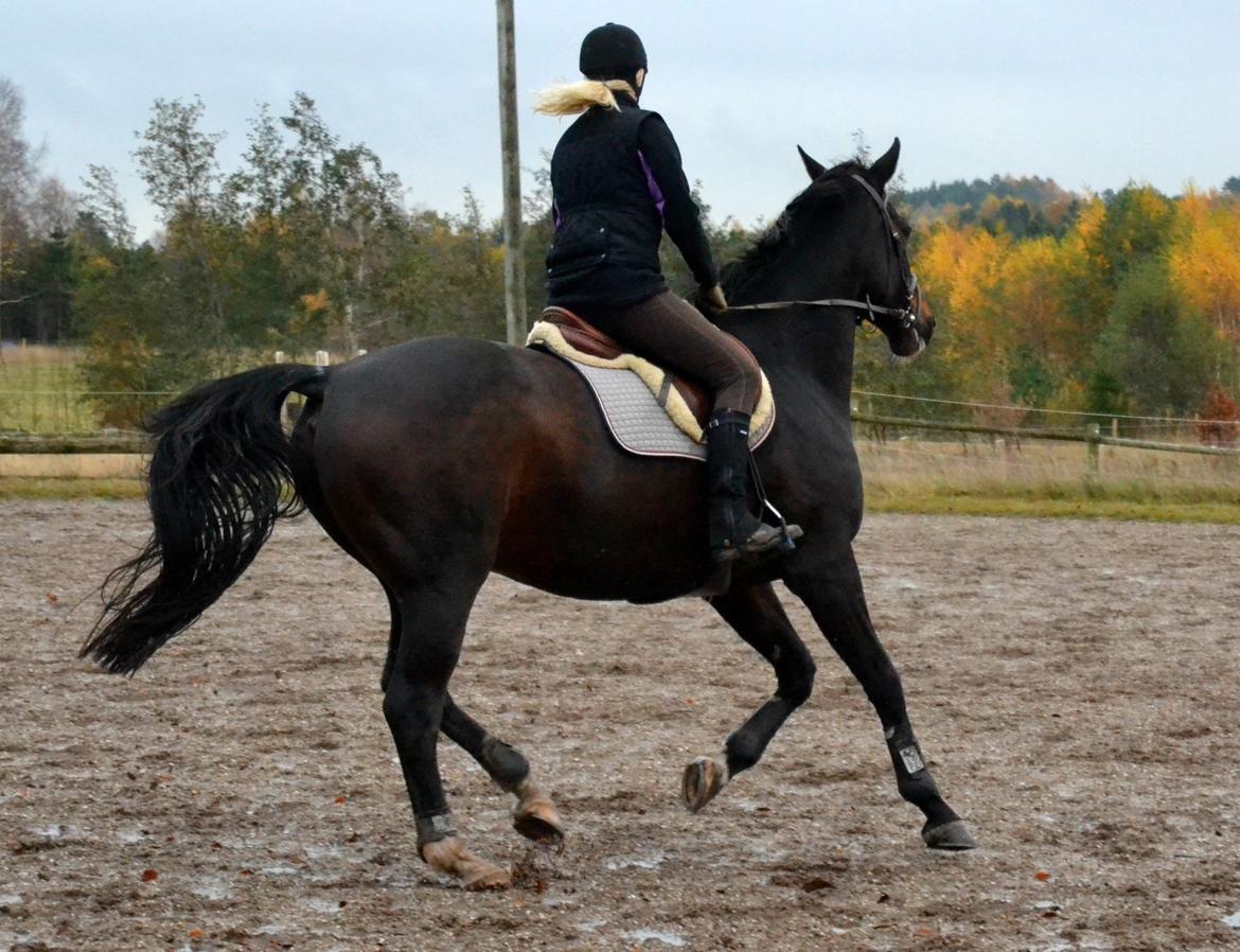 Anden særlig race Toftegård's Bounty [Min part] billede 10