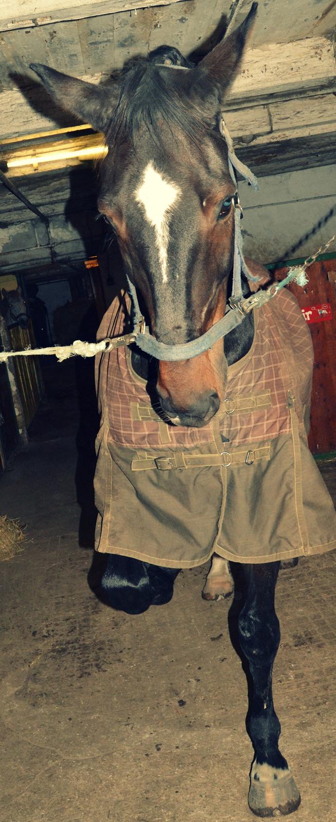 Anden særlig race Toftegård's Bounty [Min part] billede 11