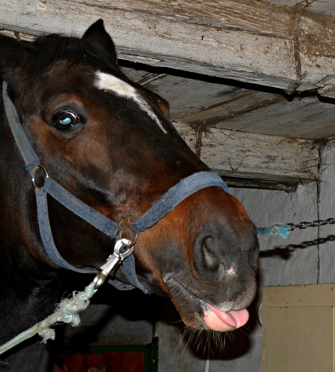 Anden særlig race Toftegård's Bounty [Min part] billede 12