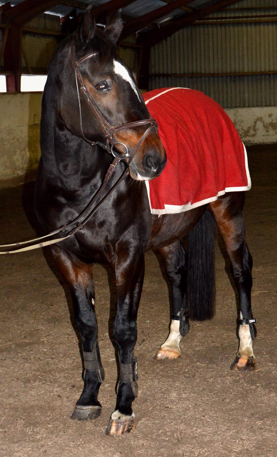 Anden særlig race Toftegård's Bounty [Min part] - Drengen som fotomodel billede 13