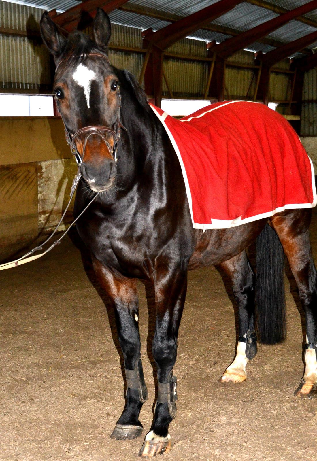 Anden særlig race Toftegård's Bounty [Min part] billede 14