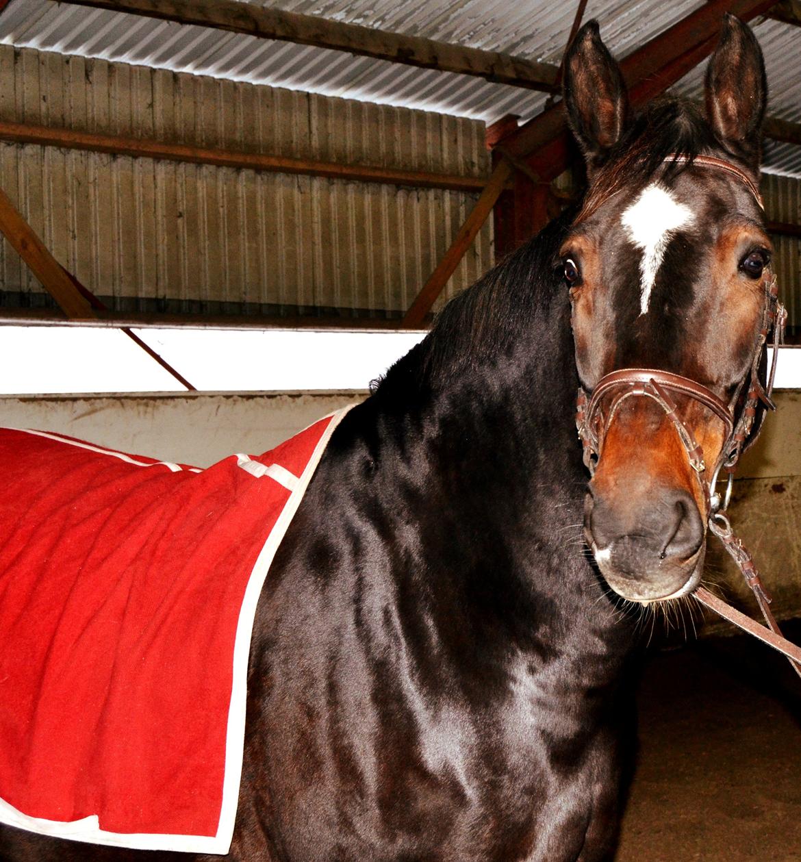 Anden særlig race Toftegård's Bounty [Min part] billede 15