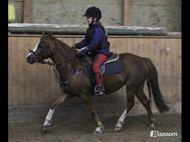 Welsh Mountain (sec A) Coverland's Athena billede 13