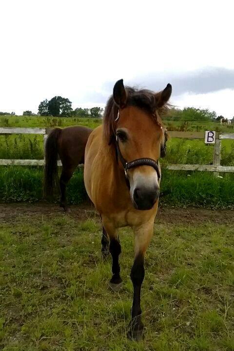 Gotlandsruss Tarpáns Idol. - A horse's ears can be more trustworthy than even you best friend's you can tell it your deepest secrets knowing that it will never get out. <33 billede 9