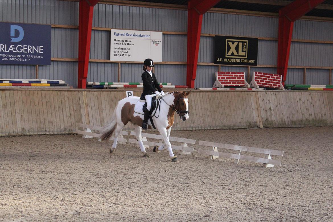 Pinto Lindholms Toniquie - 27. ‎oktober ‎2012 -Første stævne på ham på EGR. billede 15