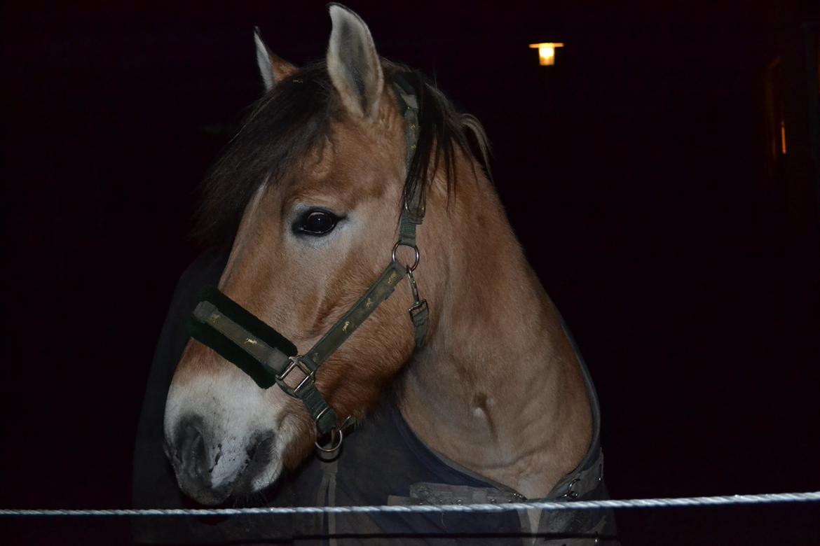 Anden særlig race Lukas [Tidl. hest] billede 17