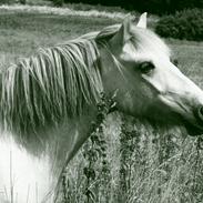 Anden særlig race Frigg