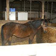 Anden særlig race stephanie/steffi