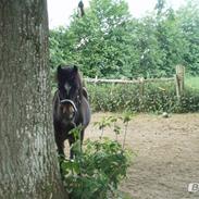 Welsh Pony (sec B) prins
