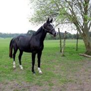 Tysk Oldenburger Hegested's Canzo