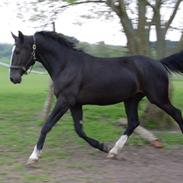 Tysk Oldenburger Hegested's Canzo