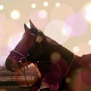 Anden særlig race Molly