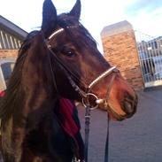 Anden særlig race Molly