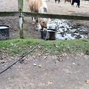 Fjordhest Oscar (rideskole pony)