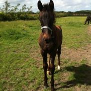Dansk Varmblod Nørremarkens Ciano
