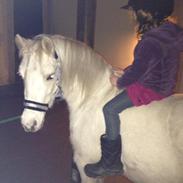 Anden særlig race Bella