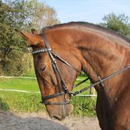 Dansk Varmblod Felicity