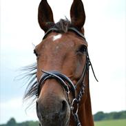 Dansk Varmblod Felicity