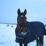 Dansk Varmblod Felicity