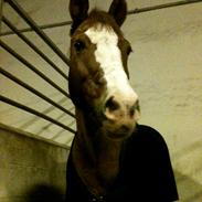 New Forest Tosca (tossen)