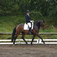 Dansk Varmblod Bøgeskov MICHIGAN