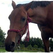 Welsh Pony af Cob-type (sec C) Brinckhoffs Noraly
