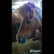 Anden særlig race Loke