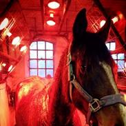 Hollandsk Sportspony Tender