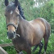 Anden særlig race Kamill [solgt]