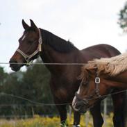 Anden særlig race Kamill [solgt]
