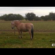 Fjordhest Gloria