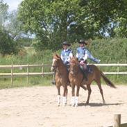 Anden særlig race Sandor