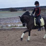 Welsh Pony (sec B) Bjerregaards Valentin<3