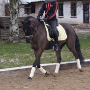 Welsh Pony (sec B) Bjerregaards Valentin<3