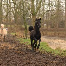 Frieser Myrrha van Høgstedgaard