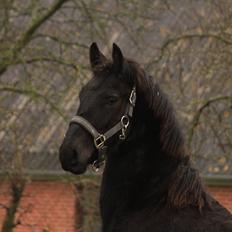 Frieser Myrrha van Høgstedgaard