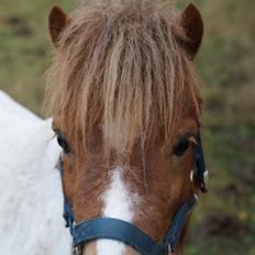 Shetlænder Finn Arthur Charlie