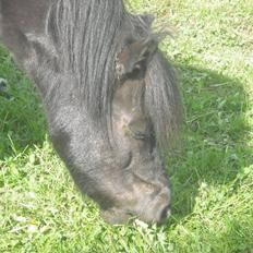 Shetlænder Carlos.