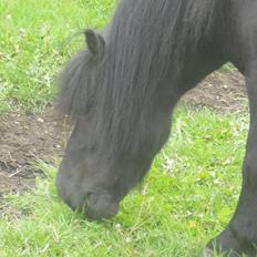 Shetlænder Carlos.