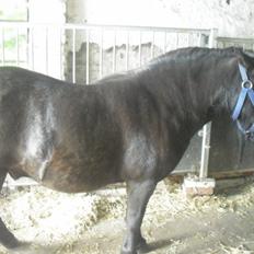 Shetlænder Carlos.