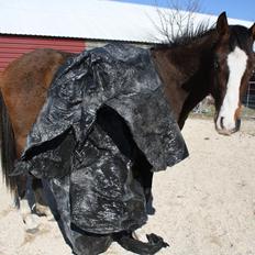 Anden særlig race Mr. Nightmare