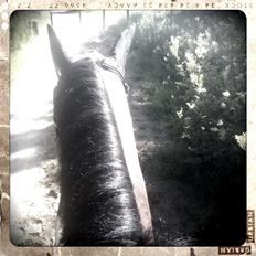 Anden særlig race Shaheen Miró